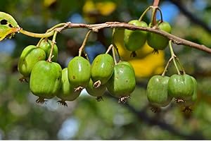 Grow your secret garden Hardy Kiwi Fruit Seeds (Actinida Arguta) Miniature,Sweet Kiwi Fruits!Hardy