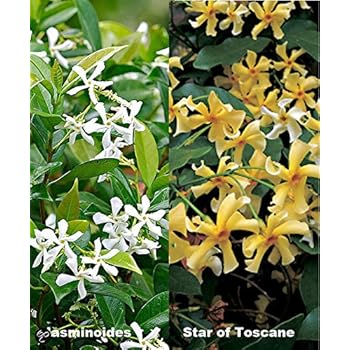 Passionsblume (Passiflora caerulea) - Kletterpflanze