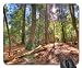 Produktbild Sunny Day in the Park Mouse Pad, Mousepad (Forests Mouse Pad)