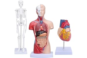 LVCHEN Menschliche Anatomie-Modelle (Körpertorso & Skelett & Herzmodell) – Sets von 3 Modellen | Abnehmbares Körperviszeral | Bewegliche Arme und Beine | Anatomisches Herz für Medizinphysiologie