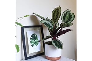 THOMPSON & MORGAN Calatheas Roseopicta House Plant Tender Perennial House Plants Easy to Grow Your Own 1x 12cm Potted Plant by Thompson and Morgan