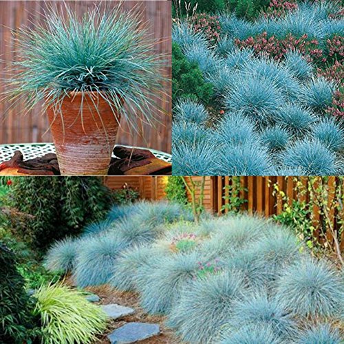Shiningup Graine de gazon vivace à fétuque bleue 100 ou 200 pièces