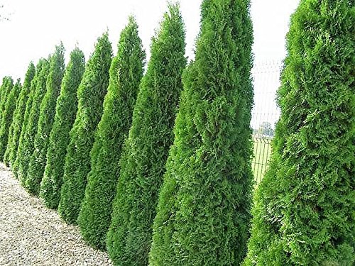 10x Große Lebensbäume Thuja occidentalis Smaragd jeweils im 10 Liter Container Gesamthöhe ca.160 cm. - 3