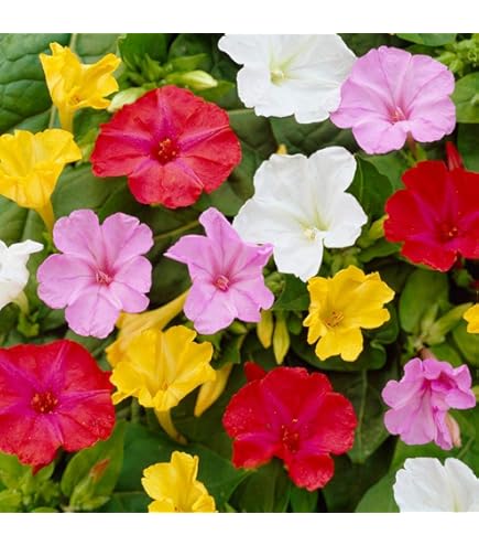 Semi Di Rosa Arcobaleno - 100 Semi Per Giardino, Balcone O Interni, Fiori Profumati E Colorati - Foto 3