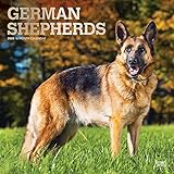 German Shepherds - Deutsche Schäferhunde 2020 - 16-Monatskalender mit freier DogDays-App: Original BrownTrout-Kalender [Mehrsprachig] [Kalender] (Wall-Kalender) by 