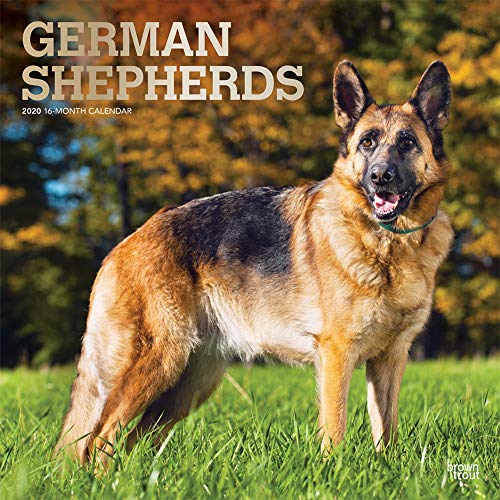 German Shepherds - Deutsche Schäferhunde 2020 - 16-Monatskalender mit freier DogDays-App: Original BrownTrout-Kalender [Mehrsprachig] [Kalender] (Wall-Kalender)