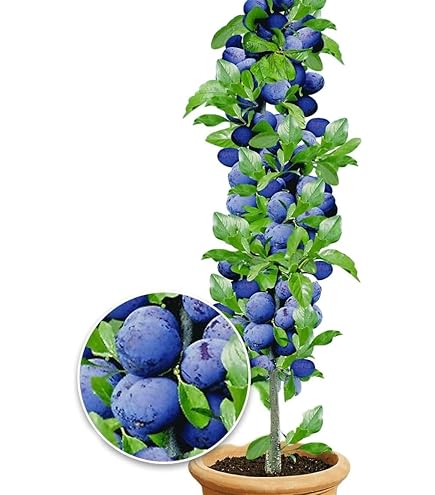 Prunus Persica Dwergperzikboom | Win met korting | VakantieVeilingen