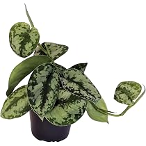 Efeutute, Scindapsus, (Epipremnum aureum) Sorte: Brasil, gelb-grnes-buntes  Blattwerk, rankend, Ampelpflanze, luftreinigend (eine Pflanze im 12cm Topf)  : Amazon.de: Garten