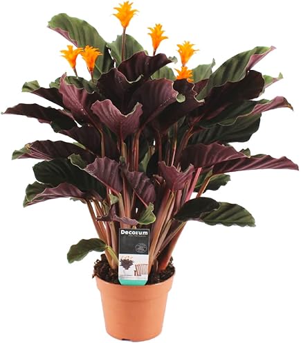 Dehner Korbmarante, Calathea Wavestar, gewellte Bltter, 80-90 cm,  Topf  19 cm, Zimmerpflanze : Amazon.de: Garten