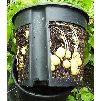 PotatoPot® Kartoffel-Pflanztopf, Kübel für