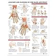 Anatomy and Injury Of Hand And Wrist Anatomical Chart