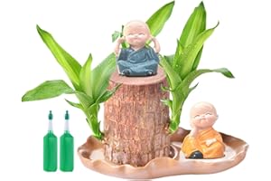 AMESOR Brazil Lucky Wood - Brazilian Lucky Wood Plant | Hydroponic Potted Plant Stump Lucky Brazilian Wood Plant With 2 Monk Statues | Purifying Indoor Air Brazilian Hydroponic Wood For Desk Plant Decoration