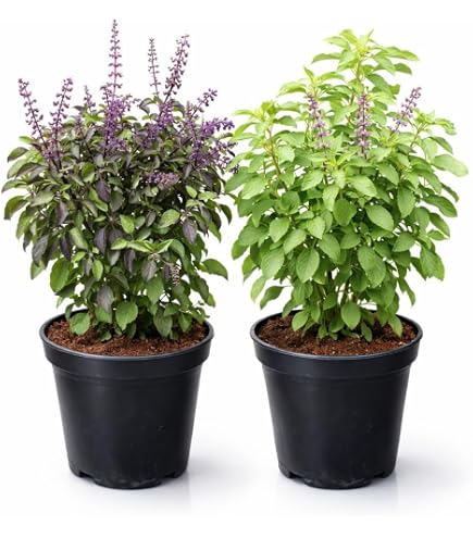 See Green Ornamental Indoor Plant - Diffin | DIFFIN | Dieffenbachia Live  Plants Home Outdoor live plant : Amazon.in: Garden & Outdoors
