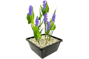 vdvelde.com - Blau Hechtkraut - Pontederia cordata - 4er Set, Winterhart - Inklusive Pflanzkorb Set - Teichkorb, Teichpflanzen Lehm, Wasserpflanzen dünger und Bedeckung Kies