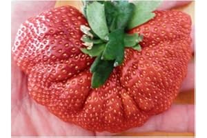 EXOTIC PLANTS Fraise géante - 50 graines