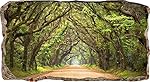 Startonight 3D Mural Wall Art-Photo Decor Window Green Tunnel Tree-Wall Paper That Glows In The Dark- Large 32.28î By 59.06î-Wall Mural Wallpaper for Living Room or Bedroom Nature Collection Wall Art