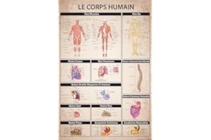 1art1 Le Corps Humain Posters XXL Anatomie Muscles Os Organs Affiche 120x80 cm