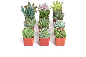 TODOCACTUS Kit 12 Crasas Variadas en Maceta 5cm Pequeñas Kit Ahorro Plantas Naturales