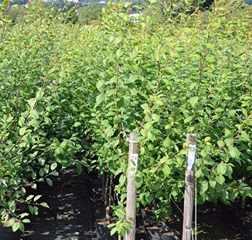 Angebot! Königin Viktoria, Pflaume Buschbaum 120-150 cm, im 10 Liter Topf, Unterlage: St. Julien A - 2