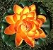 Produktbild Wasserlilie Schwimmend Lotusblüte Lotusblume Seerose 17 cm groß künstliche Blumen sehr original wie echt Deko Teichrose (orange)