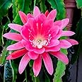 Brahma kamalam plant || Night fragrance flower || 1 live plant