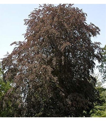 fagus set Fagus Stacking Boxes