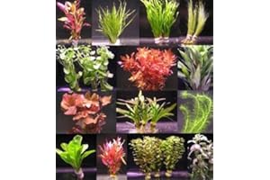 WFW wasserflora 10 Bunde mit über 80 Aquarium-Pflanzen - großes buntes Sortiment für ein 100 Liter Aquarium, Wasserpflanzen für Vorne, Mitte und Hinten