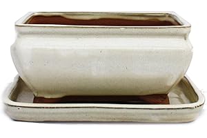 Exotenherz Bol à bonsaï avec soucoupe taille 2 - beige clair - carré - modèle G81 - L 14,5 cm - l 11,5 cm - H 6,5 cm