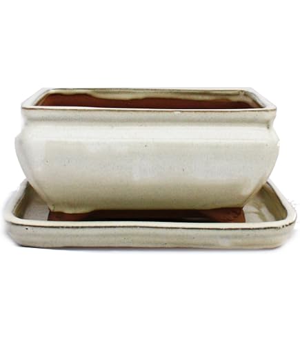 Bonsai - Schale eckig 26 x 18 x 6.5 cm unglasiert braun 30114: Amazon.de:  Garten