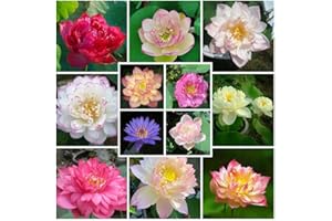ZTZHYZR 100 Graine de Lotus, Graines de Lotus en Bol de Bonsaï de Couleurs MéLangées, Graines de Lotus D'eau, Graines de Lotus Hydroponiques, Plante Décorative Fleur de Lotus, pour Balcon, Cour, Jardin