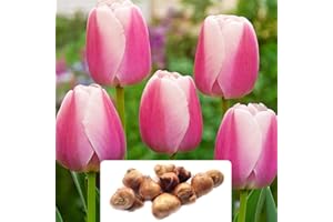 BOTANICAL BLISS 10 Tulipa Darwin Hybrid 'Ollioules' Bulbs – Stunning Pastel Pink Spring Blooms – Ideal for UK Climate Conditions & Gardens – Hardy Perennials for Long-Lasting Beauty