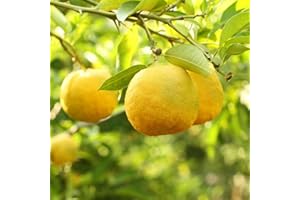 YouGarden Citrus 'Yuzu' Tree - 70-90cm Tall, Fragrant Blossoms, Hardy, 4L Pot, Great for Patios