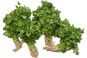 amorebio Koriander (1 x 2 Stk)