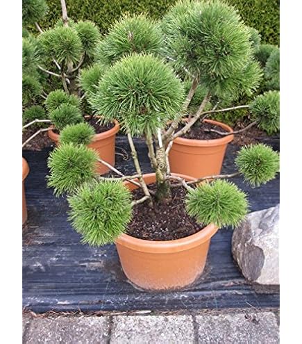 Antarktische Scheinbuche - Pfennigbuche - Sdbuche - Nothofagus antarctica  - 60-80cm : Amazon.de: Garten