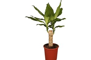 Dominik Blumen und Pflanzen, Drachenbaum, Dracena Fragans, 11 - 12 cm Topf ca.30 cm hoch, Zimmerpflanzen, Kübelpflanzen