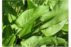 PREMIER SEEDS DIRECT - Herb - Sorrel Seeds - Lemon De Belleville - 2 Grams