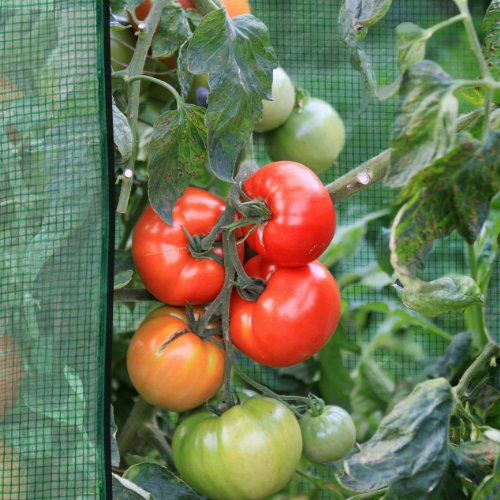 Ultranatura Tomaten-Gewächshaus Napoli – 169 – 148 cm x 196 cm x 77 cm - 6