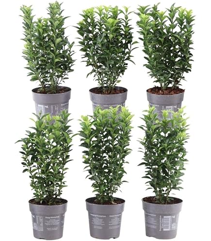 Kirschlorbeer Goris Gold  Containerpflanzen 60-80 cm : Amazon.de: Garten