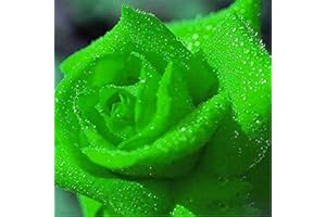 FLOWER FIELD STORY 50 Pezzi Semi Di Fiori Di Rosa Verde Pianta Rara Semi Di Colore Solido Perenne Per Giardino Domestico Fai Da Te Piantare In Cortile Balcone Fiori Accattivanti Paesaggio Di Giardinaggio Unico