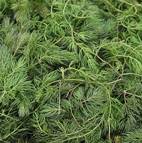 Wasserpflanzen Wolff - Klärpflanze! - Ceratophyllum demersum - winterhartes Hornblatt - Hornkraut
