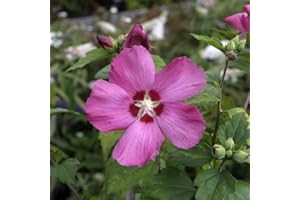 PILLE BAUMSCHULEN Hibiscus Stämmchen Hibiskus Garteneibisch 80cm Stamm Blue Bird Hamabo Woodbridge verschiedene Sorten (Woodbridge)