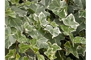 PERAGA GARDEN 1 PIANTA DI EDERA VARIEGATA VASO 8.5CM