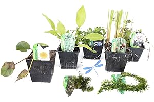 Lincolnshire Pond Plants Ltd - Dragonflies & damselflies Pack Potted