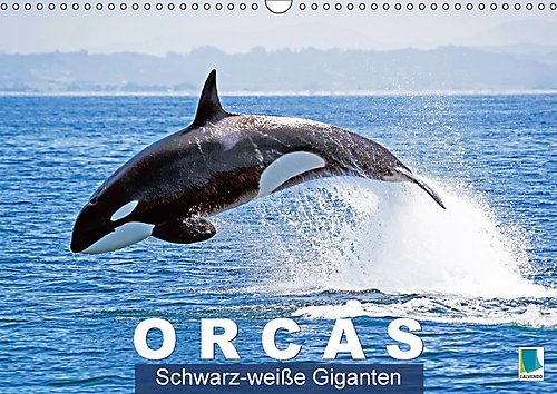 Orcas: Schwarz-weiße Giganten (Wandkalender 2017 DIN A3 quer): Orcas: Majestätische Meeresakrobaten (Monatskalender, 14 Seiten ) (CALVENDO Tiere)