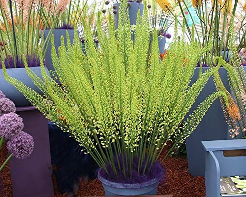 Millthorpe Plant Centre - 3 x Eremurus Bungeii Roots - Foxtail Lily - Desert Candle -FREE DELIVERY!