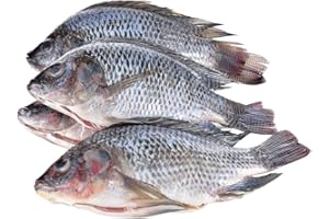 DURAXIS Frozen Black Tilapia Fish, 2.5kg +|- 10%