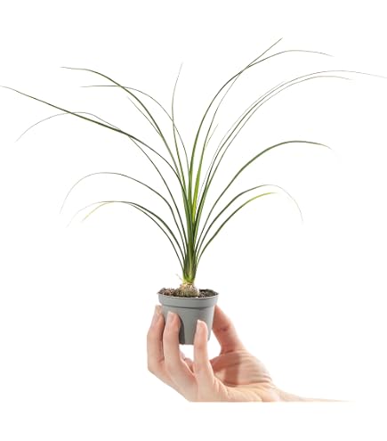 Beaucarnea Recurvata - Elefantenfu Zimmerpflanze, 30 cm, Flaschenbaum,  Pflegeleicht & Dekorativ, Robust & Ideal fr Zuhause & Bro : Amazon.de:  Garten