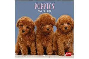 Legami Väggkalender 2027, Puppies, liten väggkalender, 12 månader och årsplanerare, 6 språk, utrymme för anteckningar, stjärn