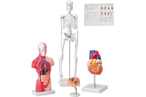VEVOR Human Anatomy Models Bundle Set, Brain, Human Torso Body, Heart, Skeleton Model Set of 4, Hands-on 3D Model Study Tools Teaching Models for Physiology Students or as Educational Kit for Kids