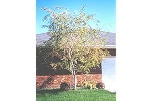 SVI 50 Whitespire Bouleau, Graines Betula platyphylla, Japonica